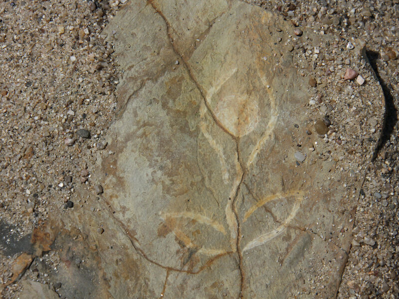 Bild img_4598.800x600.jpg