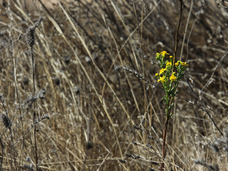 Bild img_5847.800x600.jpg